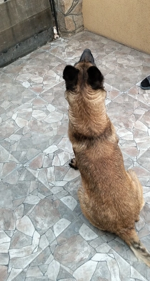 Catei malinois
