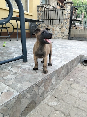Catei malinois - imagine 4