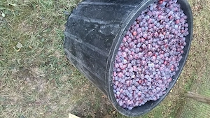 prune de vânzare 