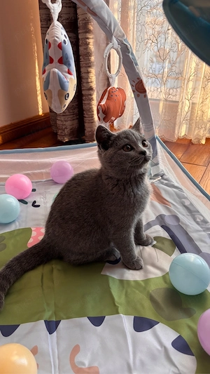 Pisici british shorthair - imagine 2