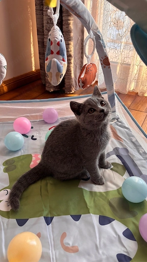 Pisici british shorthair - imagine 4