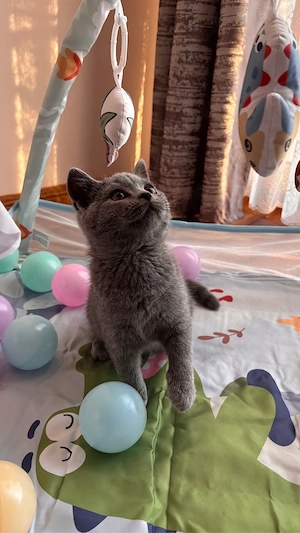 Pisici british shorthair