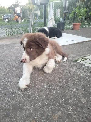 Vand pui Border Collie - imagine 3
