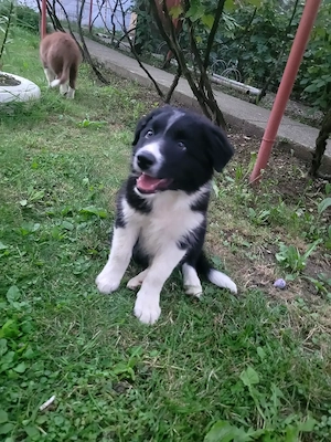 Vand pui Border Collie