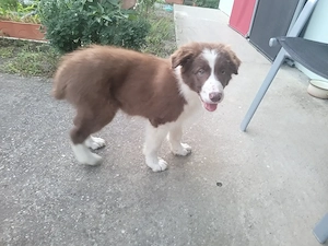 Vand pui Border Collie - imagine 4