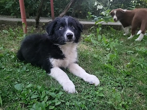 Vand pui Border Collie - imagine 2