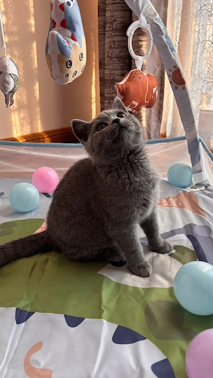 Pisici british shorthair - imagine 3
