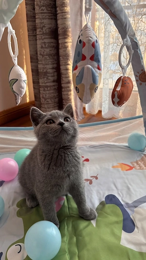 Pisici british shorthair - imagine 4
