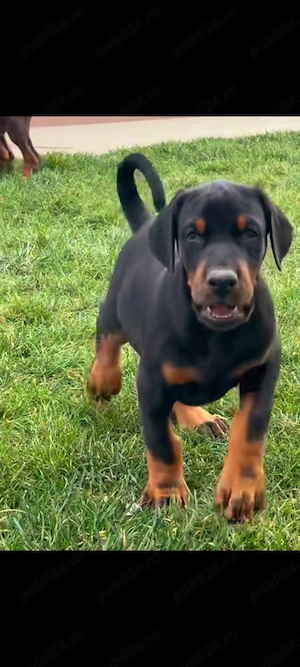 Pui doberman deosebit - imagine 4