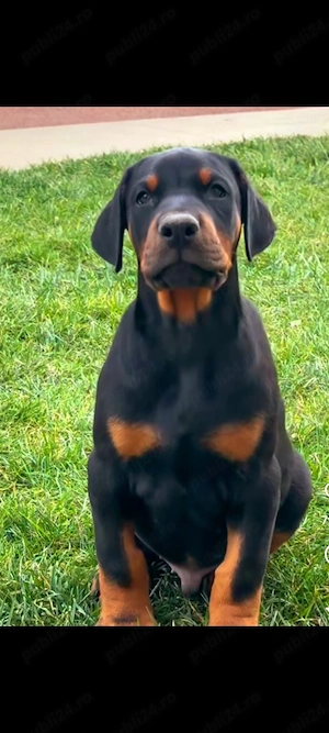 Pui doberman deosebit - imagine 3