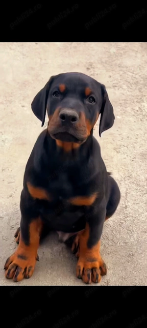 Pui doberman deosebit - imagine 5