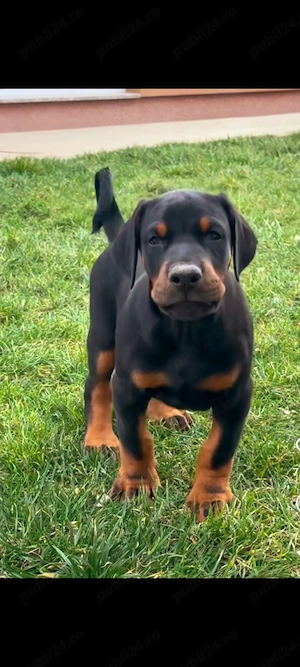 Pui doberman deosebit - imagine 2