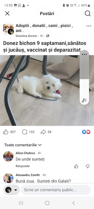 Vând Bichon 