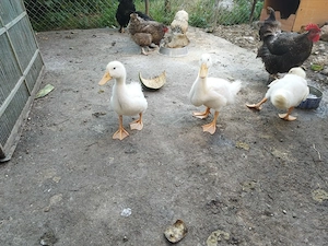 Vand sau dau la schimb rate Pekin de câteva luni