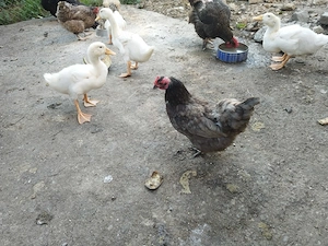 Vand sau dau la schimb rate Pekin de câteva luni - imagine 2