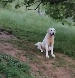 Vând câine de pază 