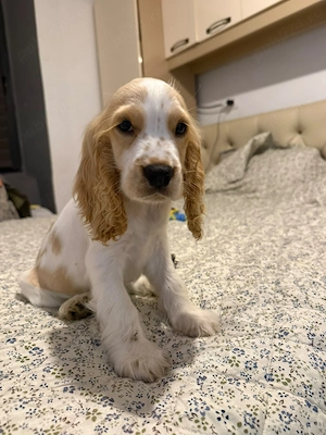 Cocker Spaniel baiat - imagine 2