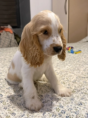 Cocker Spaniel baiat - imagine 4