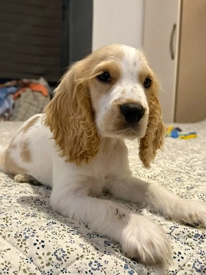 Cocker Spaniel baiat - imagine 3
