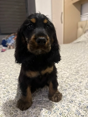 Cocker Spaniel baiat multicolor - imagine 5