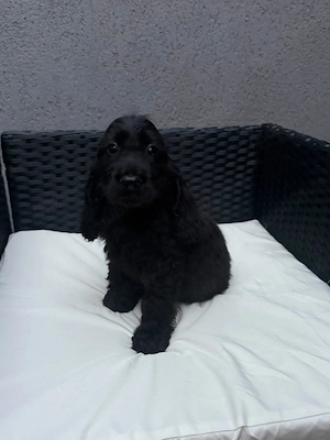 Cocker Spaniel fetita neagra  - imagine 2