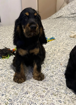 Cocker Spaniel baiat multicolor - imagine 4