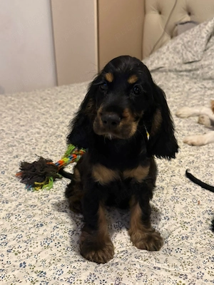 Cocker Spaniel baiat multicolor - imagine 3