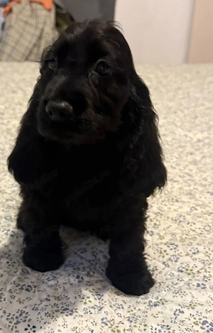 Cocker Spaniel fetita neagra  - imagine 3