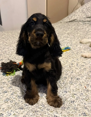 Cocker Spaniel baiat multicolor - imagine 2