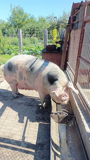 Vand porc(scroafa)