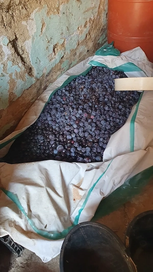 Prune roșii mari timpuriigata culese 2 ron kg
