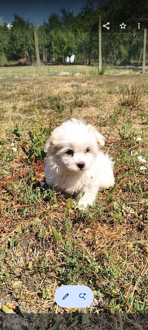 Cățel Bichon Bologneze  - imagine 4