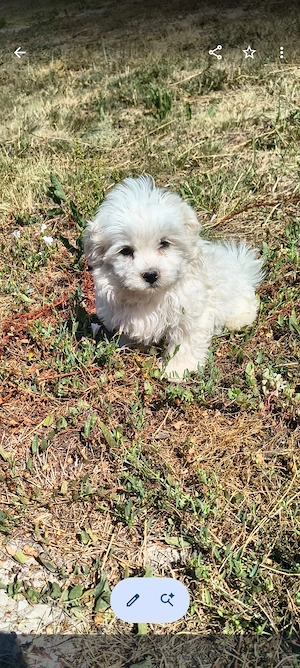 Cățel Bichon Bologneze 