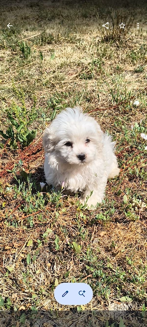 Cățel Bichon Bologneze  - imagine 2