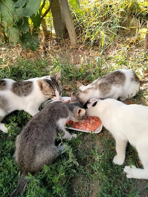 Gratuit motani 3 luni bine crescuți 