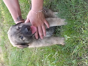 Puiuți Ciobanesc Carpatin și Ciobanesc corb 