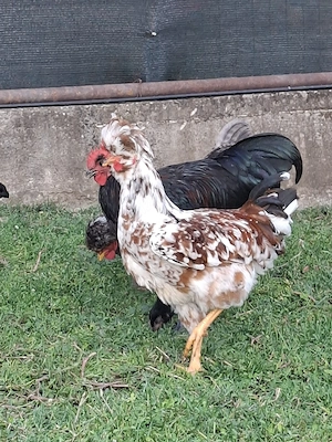 Vând 2 cocoși austrolop,și 2 moțați l - imagine 4
