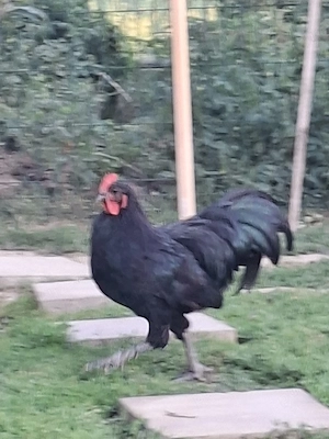 Vând 2 cocoși austrolop,și 2 moțați l