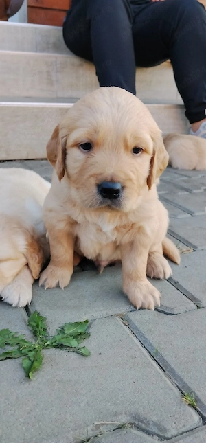 Pui GOLDEN RETRIEVER, rasă pură, dețin ambii părinți 