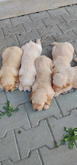 Pui GOLDEN RETRIEVER, rasă pură, dețin ambii părinți 
