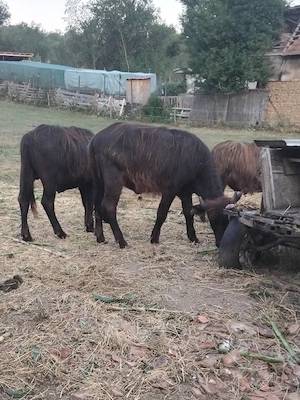 Vînd tăuraș și femelă bivol 