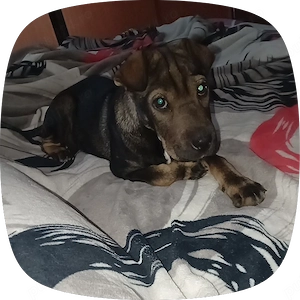 Cățelușa shar pei - imagine 2