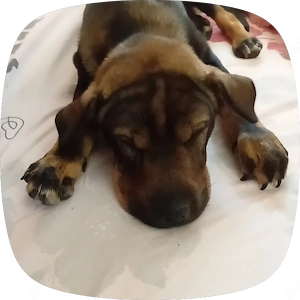 Cățelușa shar pei