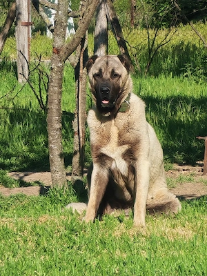 Kangal un an și 2 luni - imagine 4