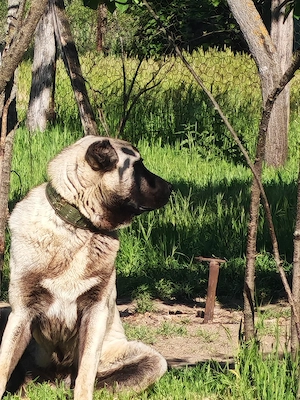 Kangal un an și 2 luni - imagine 3