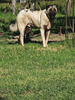 Kangal un an și 2 luni - imagine 2