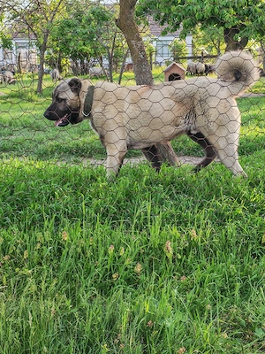 Kangal un an și 2 luni - imagine 5