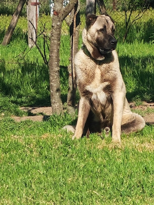 Kangal un an și 2 luni