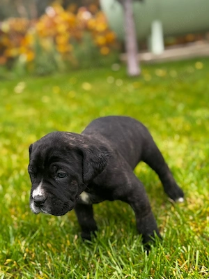 Pui de cane corso - imagine 3