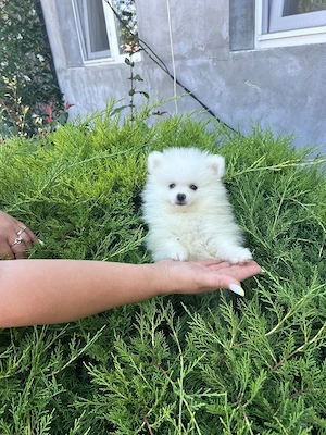 Pomeranian mini spitz